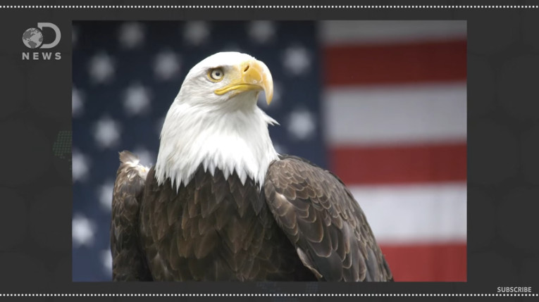 9 Facts You Didn’t Know About Bald Eagles