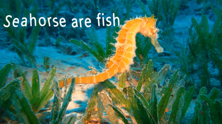 Facts About Seahorse